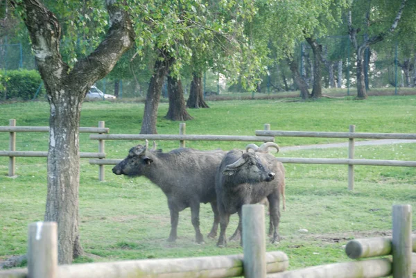 Bisons Kerítésben Olasz Park — Stock Fotó