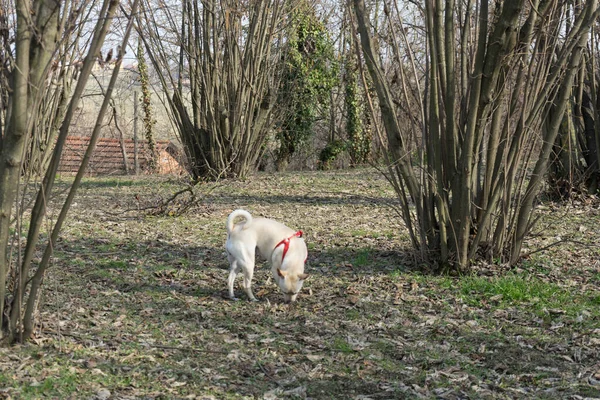 Ein Junger Trüffelhund Sucht Trüffel Einem Haselnusshain Der Langhe Piemont — Stockfoto