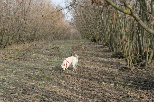 Młody Pies Trufle Szuka Trufli Leszczynowym Gaju Langhe Piedmony Włochy — Zdjęcie stockowe