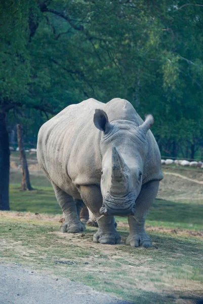 Rhino Profile Natural Park — Stock Photo, Image