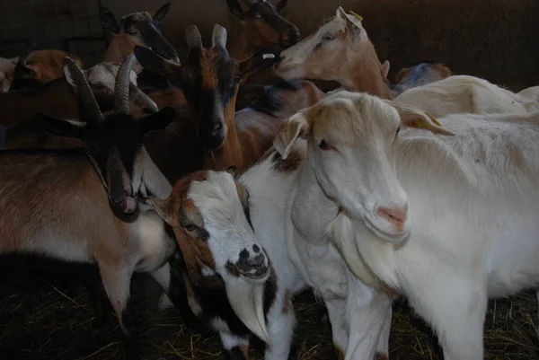 Cabras Num Estábulo Bossolasco Piemonte Itália — Fotografia de Stock