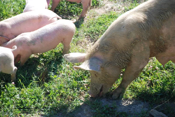 초원을 뛰어다니는 돼지들 — 스톡 사진