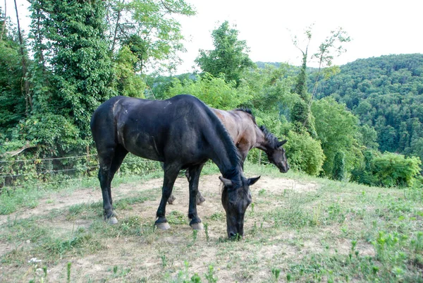 Grasveld Met Grazende Paarden Cortemilia Piemonte Italië — Stockfoto