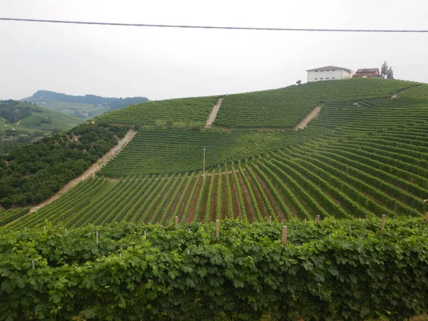 Vignobles Sur Les Collines Langhe Piémont Italie — Photo
