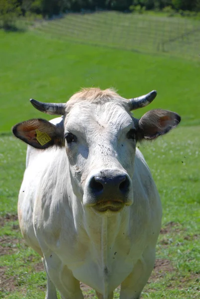 Retrato Una Vaca Pastando Langhe Piamonte Italia — Foto de Stock
