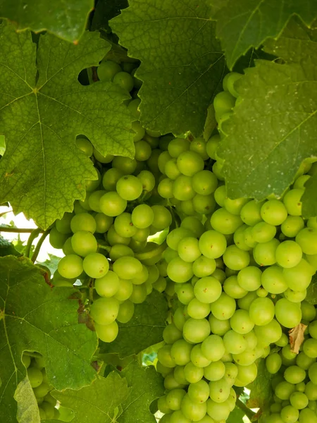 ネビオーロのブドウのクラスタはまだ緑 ランゲの丘の上に熟成 ユネスコ遺産 Serralunga Alba ピエモンテ州 イタリア — ストック写真