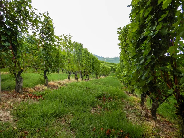 Vista Campo Perto Morra Piemonte Itália — Fotografia de Stock