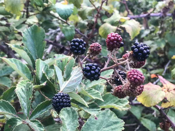 Sabrosas Moras Largo Camino Morra Piamonte Italia — Foto de Stock