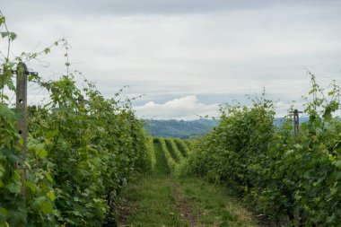 Monticello d 'Alba, Piedmont yakınlarındaki dağlarda bir üzüm bağının bazı sıraları