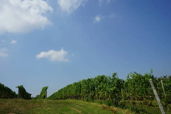 モーラの村の近くのブドウ畑 ピエモンテ イタリア — ストック写真