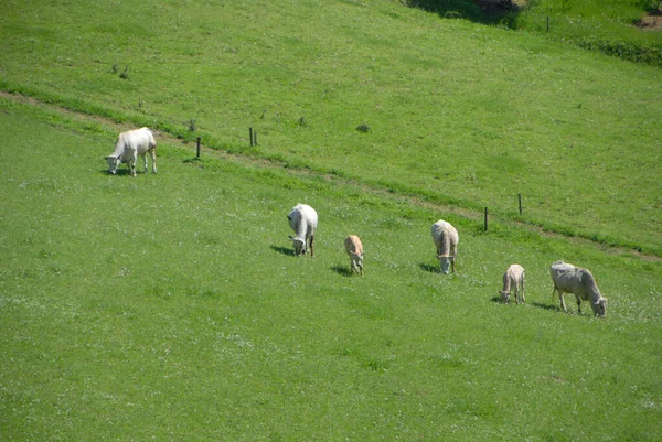 Vacas Pastando Las Colinas Langhe Piamonte Italia —  Fotos de Stock