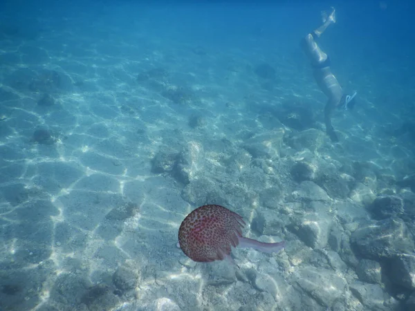 Una Medusa Rosa Solitaria Mar Liguria Frente Noli Italia — Foto de Stock