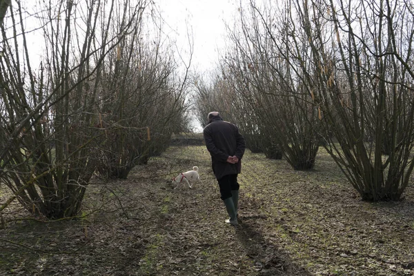A young truffles dog is looking for truffle in a hazel grove of the Langhe, Piedmony - Italy — Stock Image Young Truffles Dog Looking Truffle Hazel Grove Langhe Piedmony Italy Stock Photo