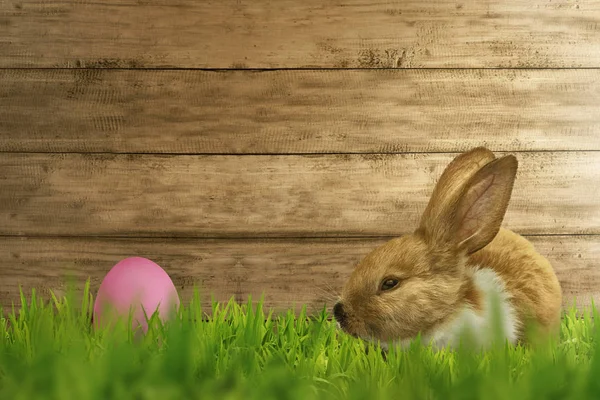 毛茸茸的 foxy 兔子与复活节彩蛋的草地上 — 图库照片