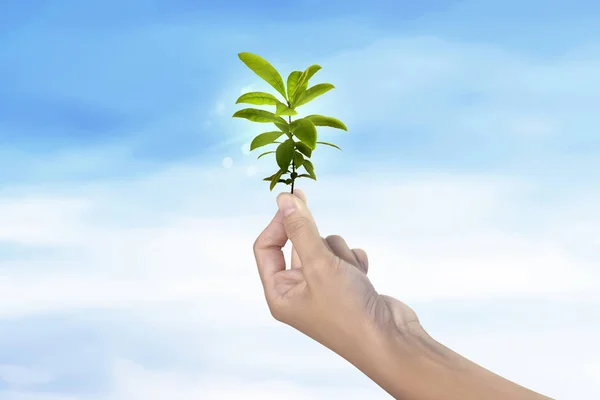 Pessoas mão segurando planta verde no céu — Fotografia de Stock