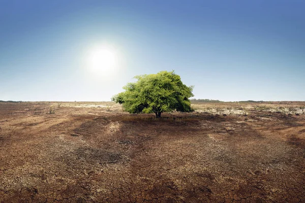 Arbre sur la terre ferme effet de l'environnement changeant — Photo