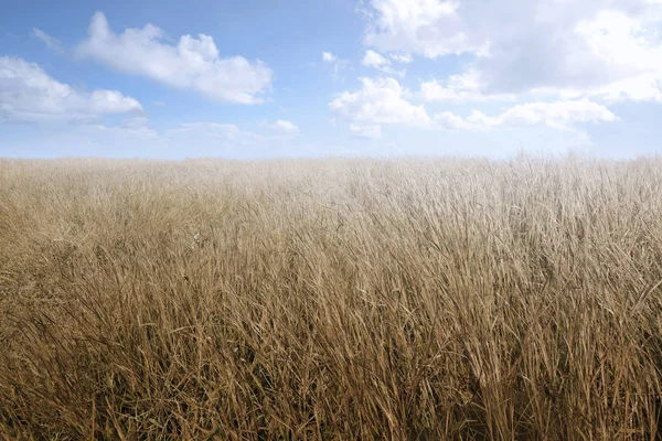 Weide veld met blauwe lucht — Stockfoto