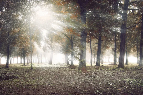 Luz del sol brillando a través del bosque — Foto de Stock