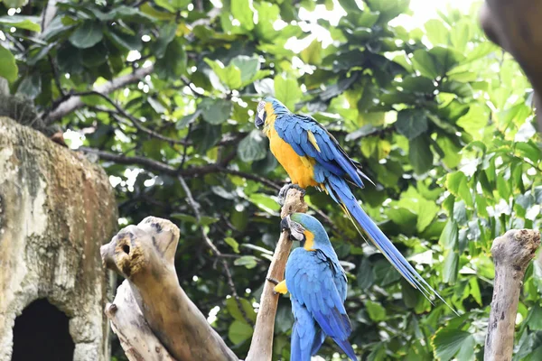 Beautiful Blue-and-yellow macaws — Stock Photo, Image