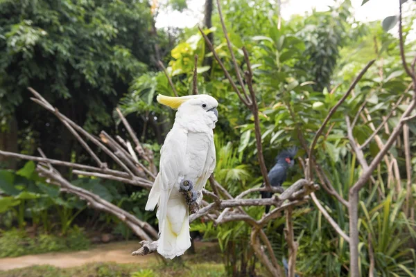 Sulphur-crested cockatoo — Stock Photo, Image
