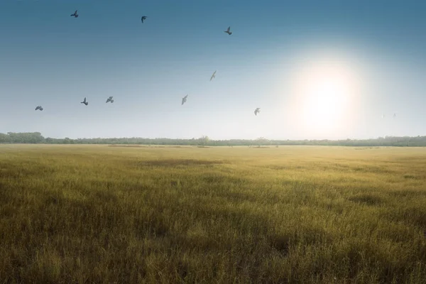 Yeşil Çim Alan Güneş Arka Plan Ile Yukarıda Uçan Kuşlar — Stok fotoğraf