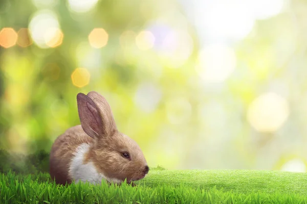 Pequeno coelhinho na grama verde — Fotografia de Stock