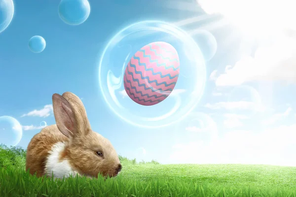 带鸡蛋的滑稽兔子和绿色草坪上的气泡 — 图库照片