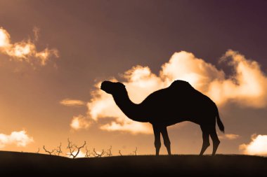 Siluet kum tepeleri üzerinde deve yürüme. Sıcak hava dalgası kavramı