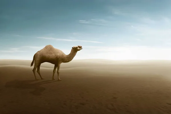 Άποψη Της Καμήλα Στους Αμμόλοφους Της Ερήμου Του Καθαρό Ουρανό — Φωτογραφία Αρχείου