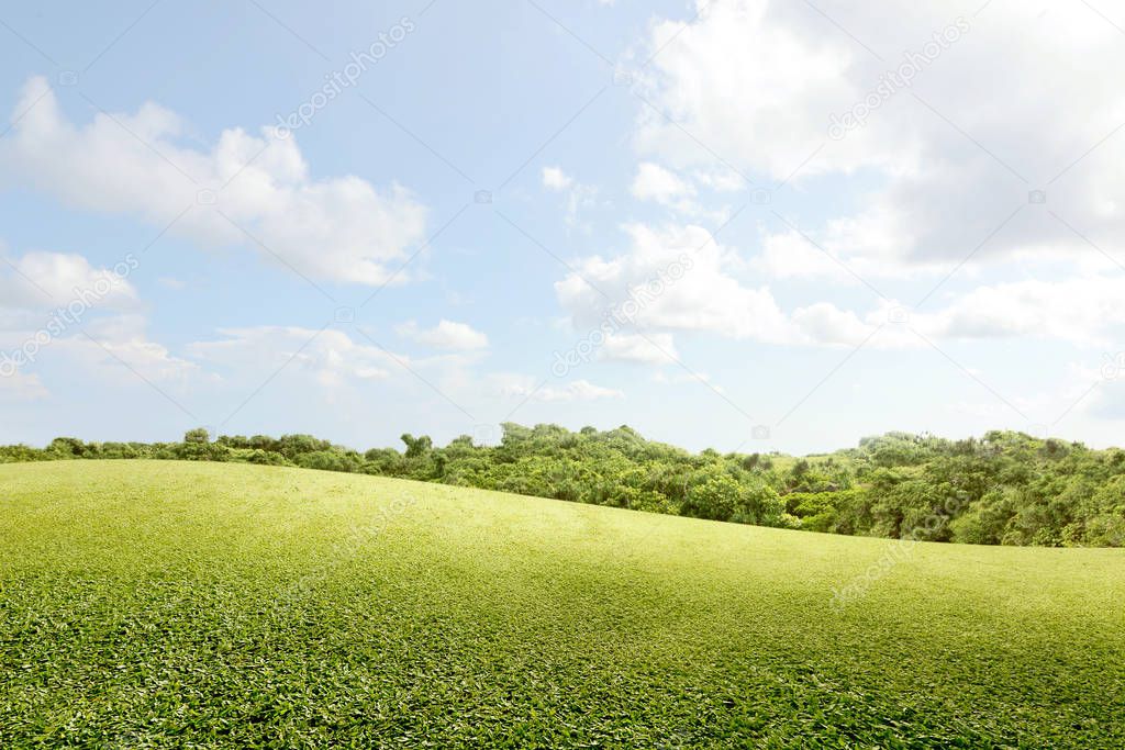 Green grass field with trees 