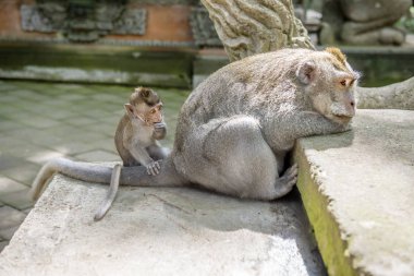 Female Balinese long-tailed monkeys with her kid (Macaca Fascicu clipart