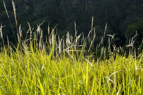 Green meadows on Campuhan Ridge Walk, Ubud — Stock Photo, Image