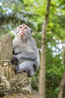 Maymun Fore 'da Balili uzun kuyruklu maymun (Macaca Fascicularis)