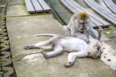 Maymun üzerinde iki uzun kuyruklu maymun (Macaca Fascicularis)
