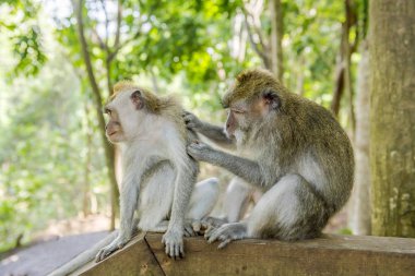Maymun üzerinde iki uzun kuyruklu maymun (Macaca Fascicularis)