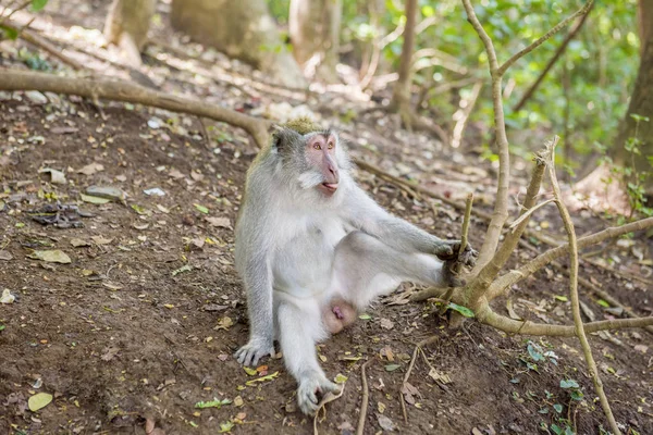 Μαϊμού του Μπαλί με μακριά ουρά (Macaca Fascicularis) στο Monkey Fore — Φωτογραφία Αρχείου