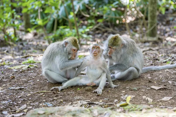 Balinéz hosszúfarkú majom (Macaca Fascicularis) családja az M-en — Stock Fotó