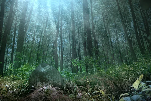 Bosque oscuro con niebla y árboles altos — Foto de Stock