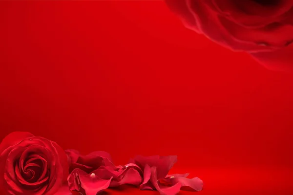 Red rose and rose petals on a red background — 스톡 사진