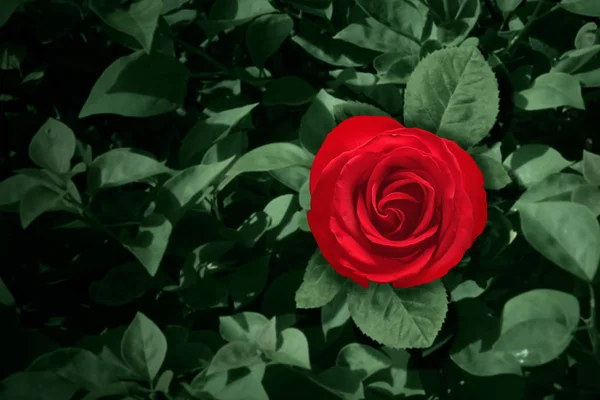 Red rose flower and green leaves — Stockfoto