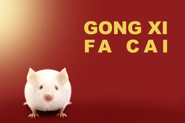 Gong Xi Fa Cai testo e mouse bianco su sfondo rosso — Foto Stock