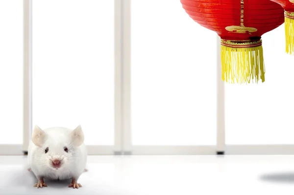 White mouse and Chinese lantern — Stockfoto