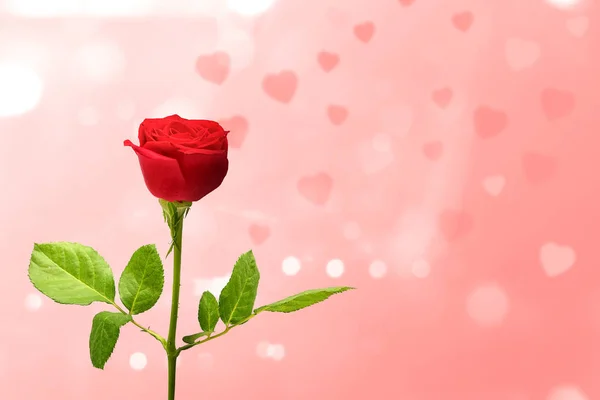Rosa vermelha em um fundo rosa — Fotografia de Stock