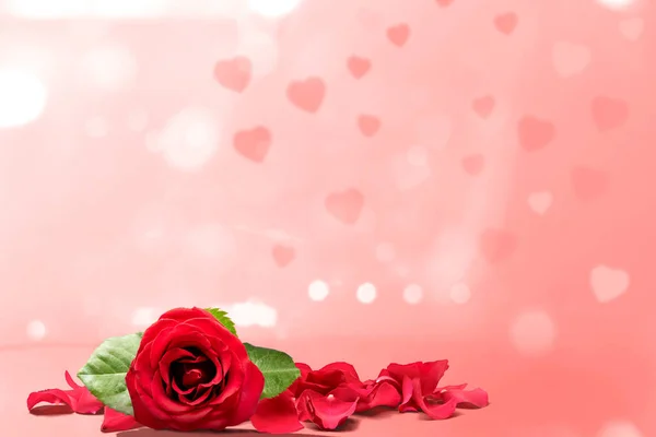 Červená růže a okvětní lístky růží na růžovém pozadí — Stock fotografie