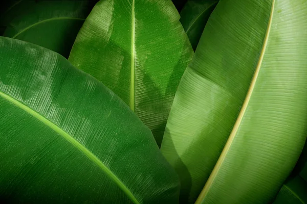 Close up view of a large tropical banana leaf — Stock Photo, Image