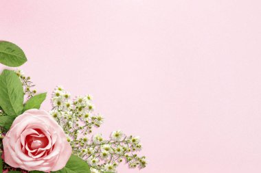 Pembe gül pembe bir arka plan üzerinde 