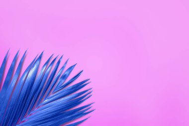 Palm leaves in vibrant color