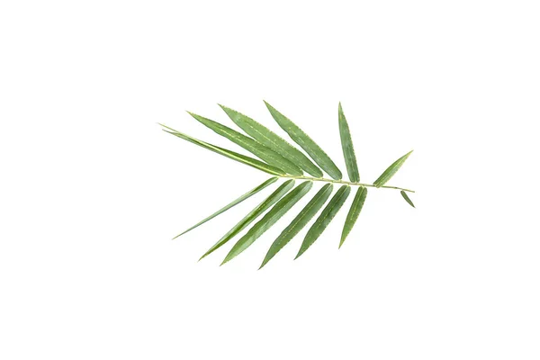 Tropical green leaves — Stock Photo, Image