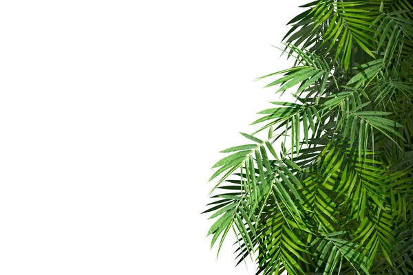 Зелений пальмовим листям — стокове фото