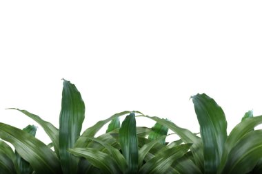 Tropik yeşil yapraklar 